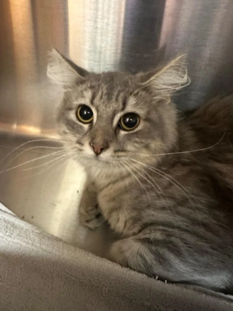 A baby medium-sized female Domestic Short Hair cat named Pluto for adoption in Jonesboro, AR