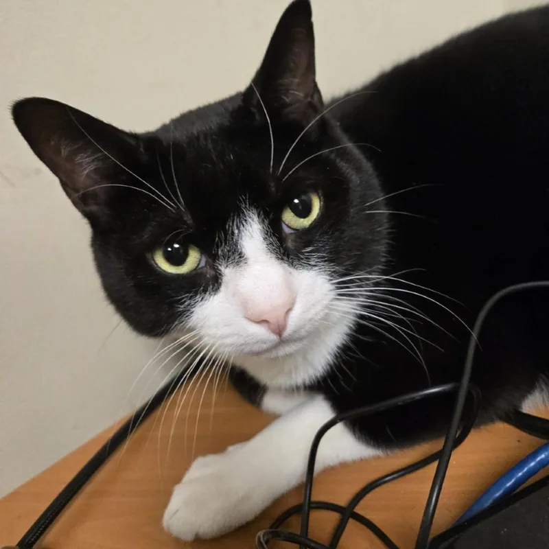 Max