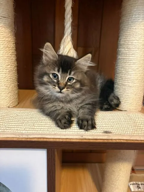 A baby medium-sized male Domestic Long Hair cat named Tensoon for adoption in Shoreline, WA