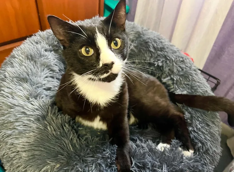 Servatus ~ “sevvy”