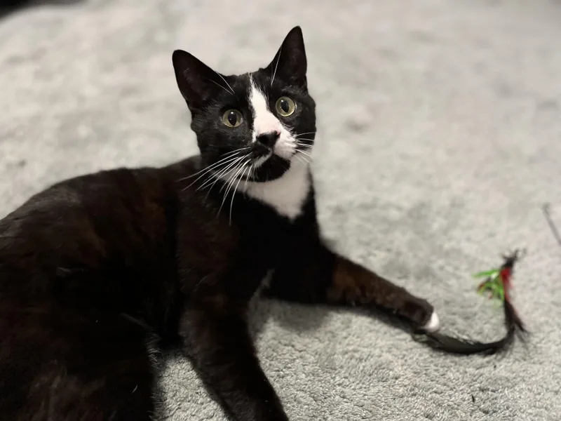 Servatus ~ “sevvy” thumbnail 4