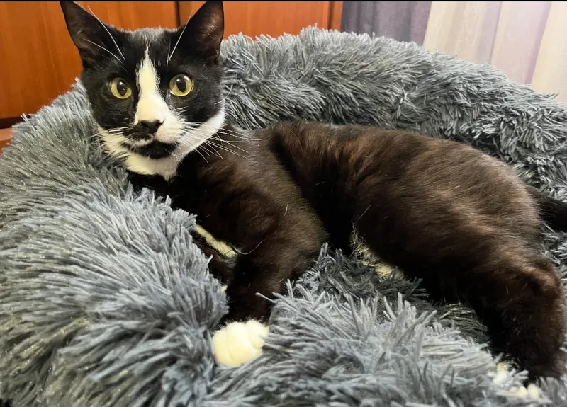 Servatus ~ “sevvy” thumbnail 5