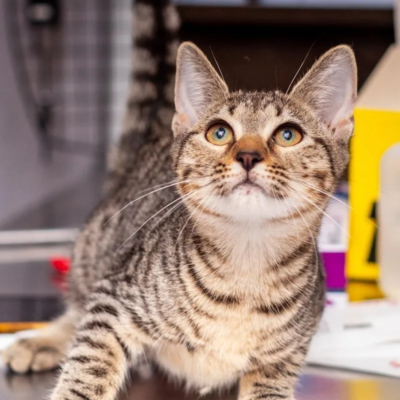 A baby small-sized female Brown / Chocolate Domestic Short Hair cat named Avalon for adoption in Hattiesburg, MS