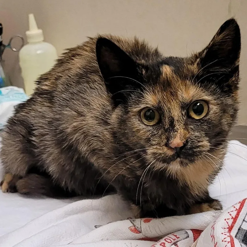 A baby medium-sized female Domestic Short Hair cat named Betsy for adoption in Coos Bay, OR