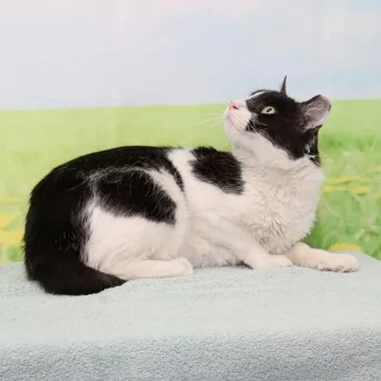 An adult medium-sized male Domestic Short Hair cat named Berkeley for adoption in West Chester, PA