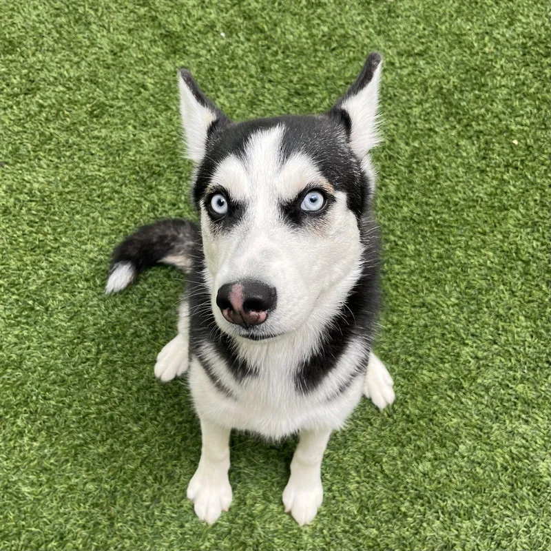 A young medium-sized female Husky dog named Annie for adoption in Burlingame, CA