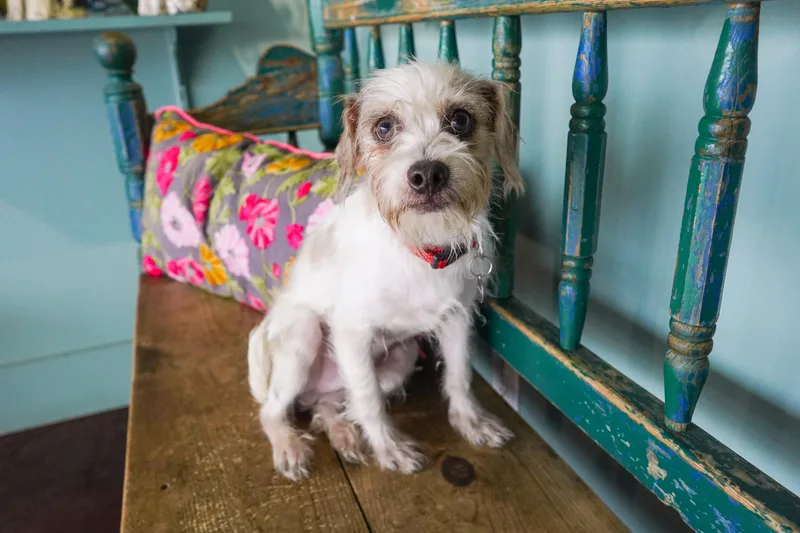 A young small-sized male White / Cream Parson Russell Terrier dog named Burnie for adoption in San Antonio, TX