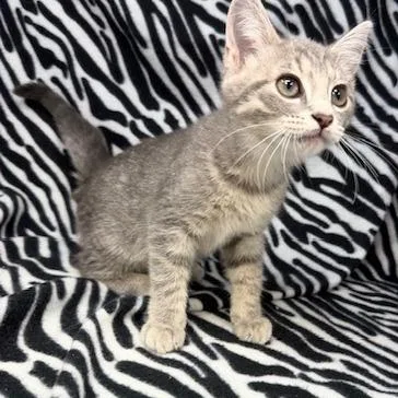 A baby small-sized female Domestic Short Hair cat named Gracie for adoption in New Tazewell, TN