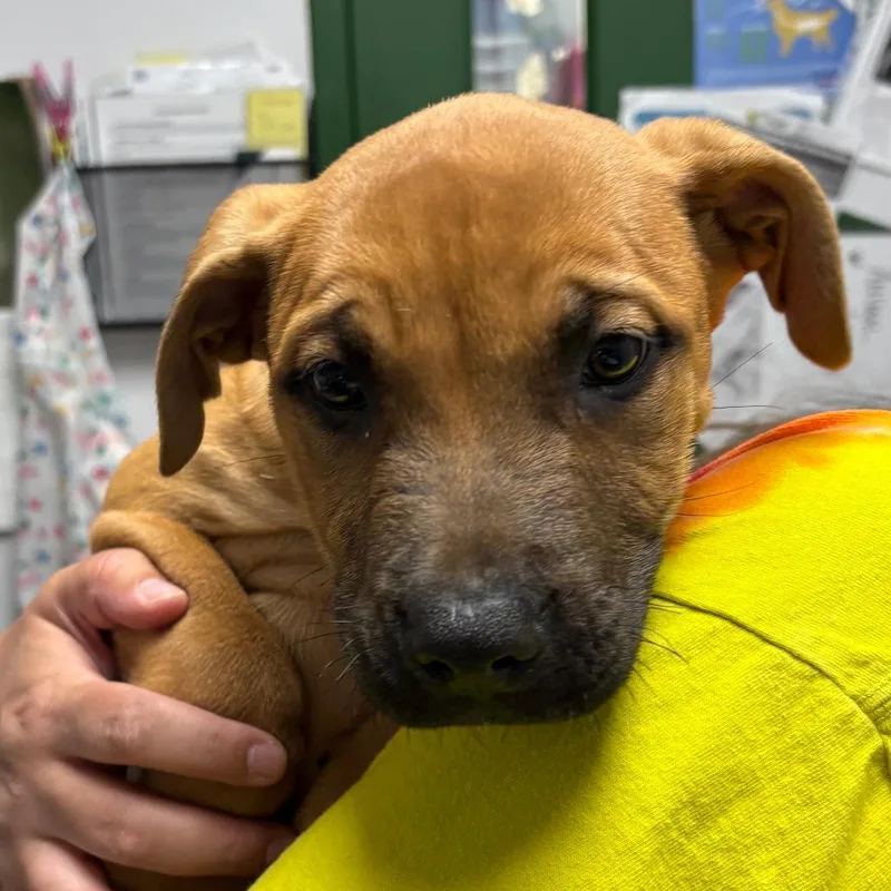 A baby small-sized male Brown / Chocolate Mixed Breed dog named Simba for adoption in Brookfield, WI