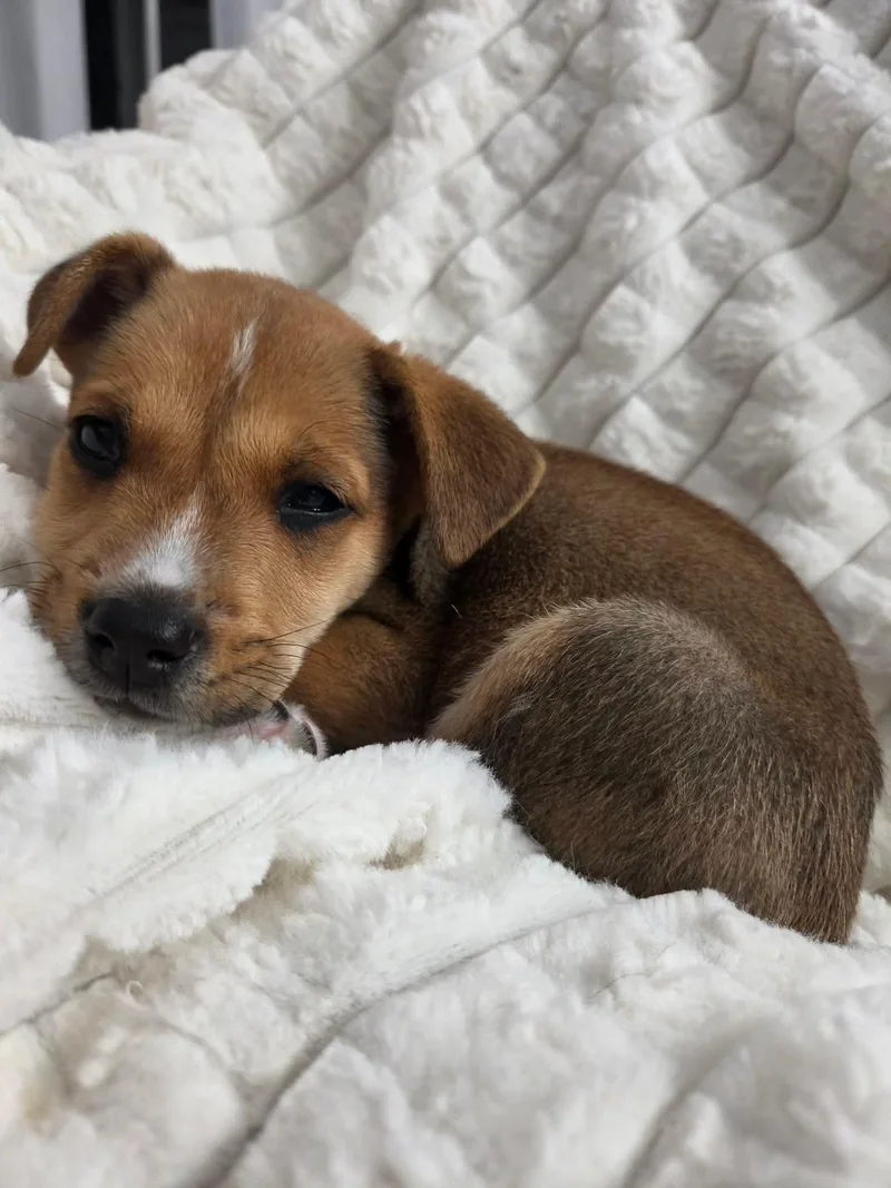 A baby medium-sized female Terrier dog named Cyclone for adoption in Carmel, NY