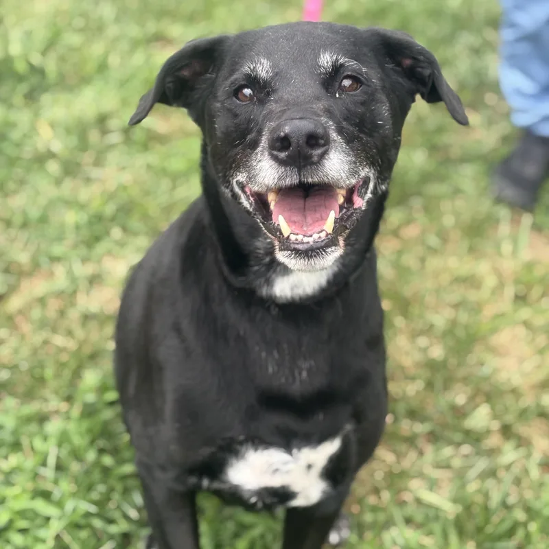 A senior large-sized male Black Labrador Retriever dog named Jack for adoption in Manahawkin, NJ