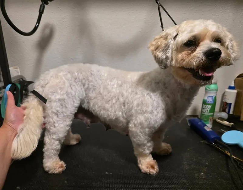 An adult small-sized female White / Cream Bichon Frise dog named Lizzie Beth for adoption in Carrollton, TX
