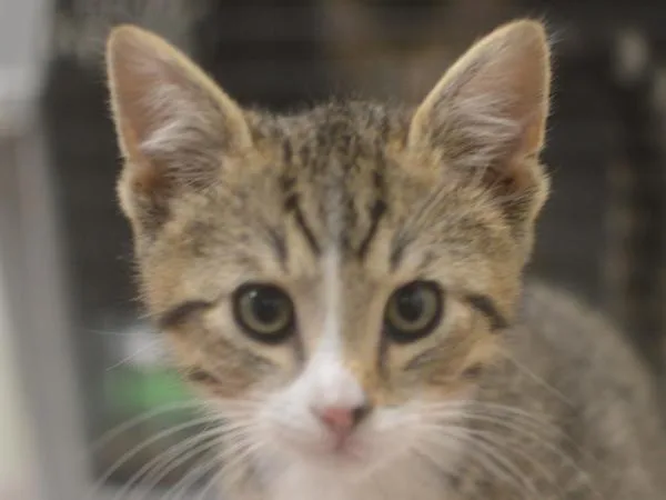 A baby small-sized male Domestic Short Hair cat named Willow for adoption in Portland, OR