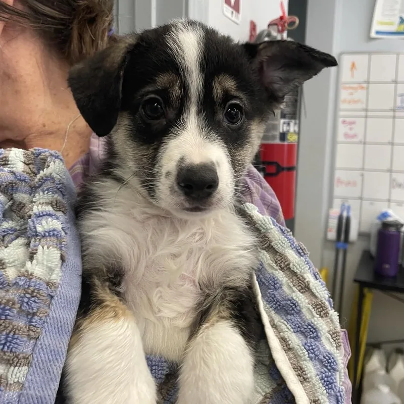 A baby small-sized male Black Chihuahua dog named Jet for adoption in Spokane, WA