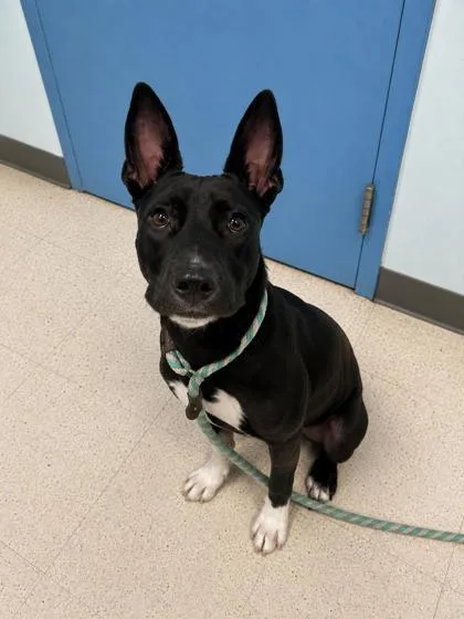 An adult medium-sized female Terrier dog named Barbara for adoption in Gulfport, MS