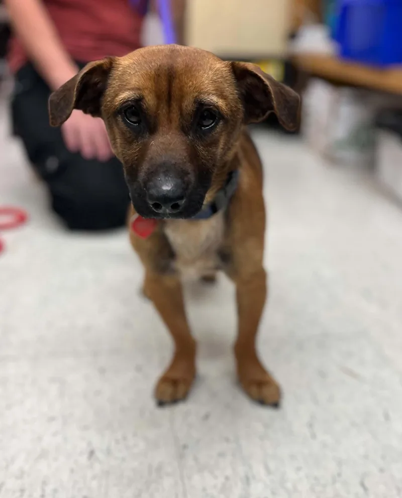 A young small-sized male Brown / Chocolate Chiweenie dog named Brooks for adoption in Grants Pass, OR