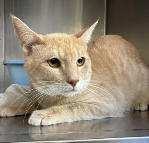 A young medium-sized male Tabby (Orange / Red) Tabby cat named Nugget Bonded Pair for adoption in Canoga Park, CA