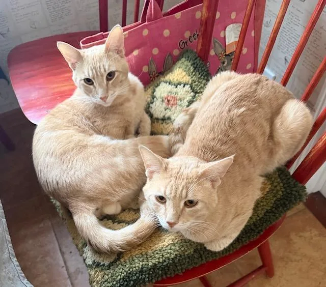 Nugget  Bonded Pair thumbnail 2