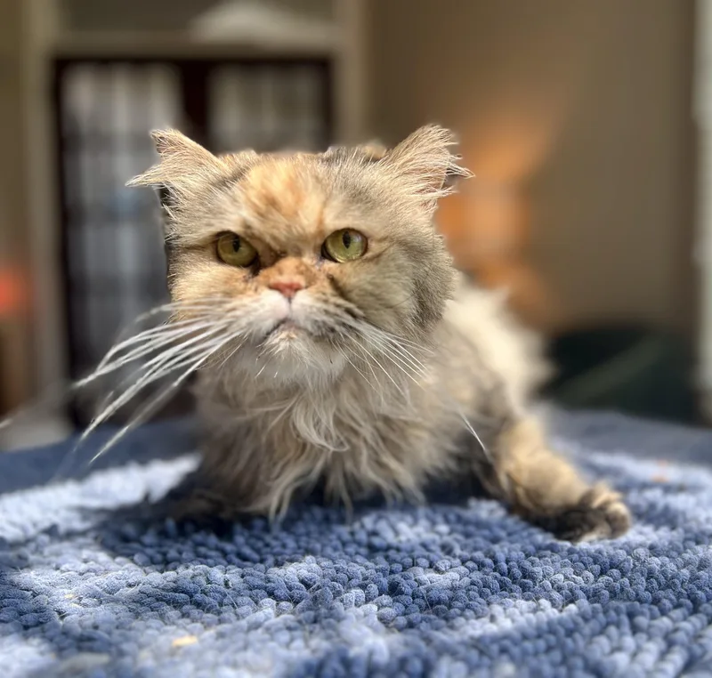 An adult small-sized female Persian cat named Kissa for adoption in valparaiso, IN