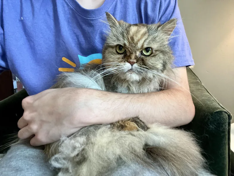 Kissa thumbnail 5