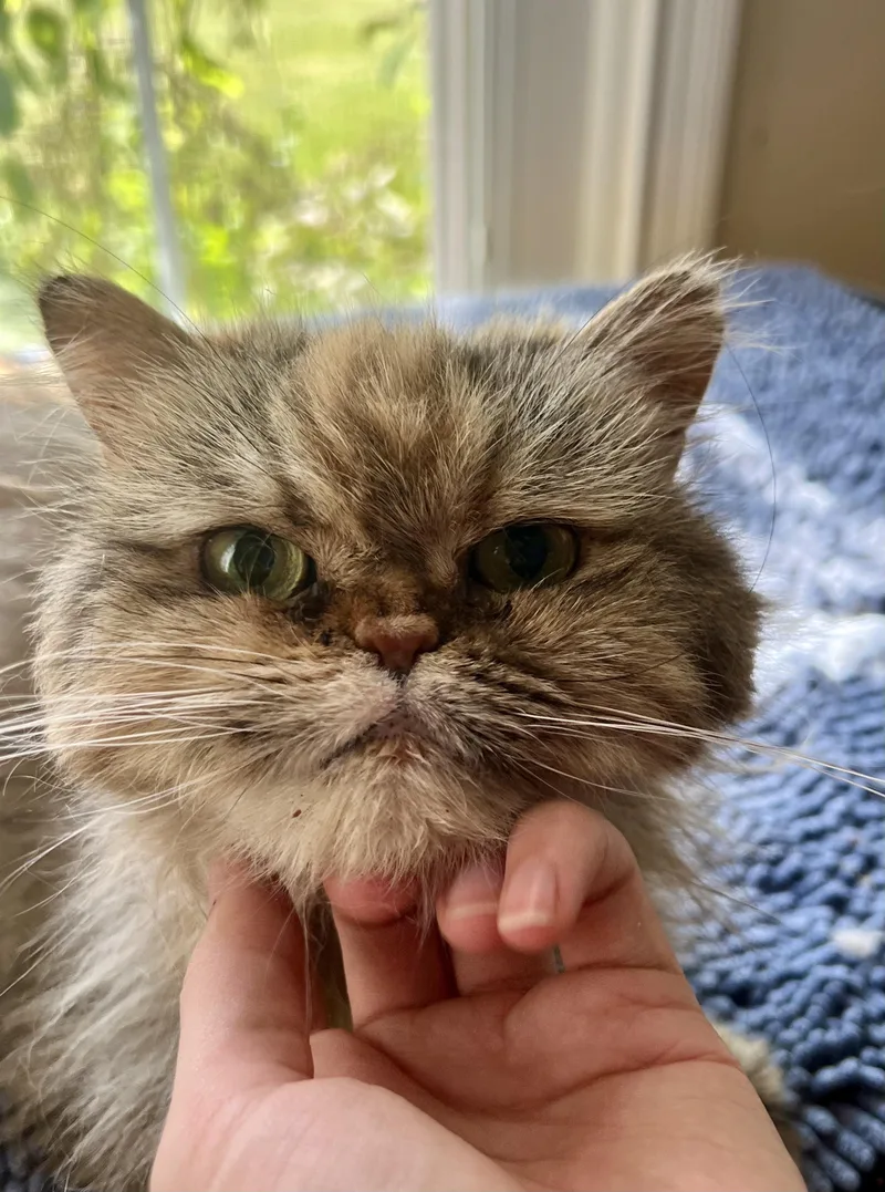 Kissa thumbnail 6