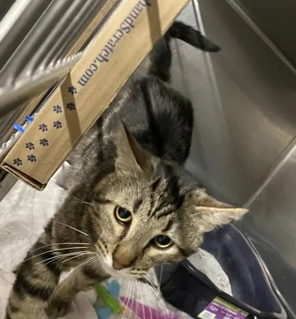 A young medium-sized male Domestic Short Hair cat named Equinox for adoption in Hobart, IN