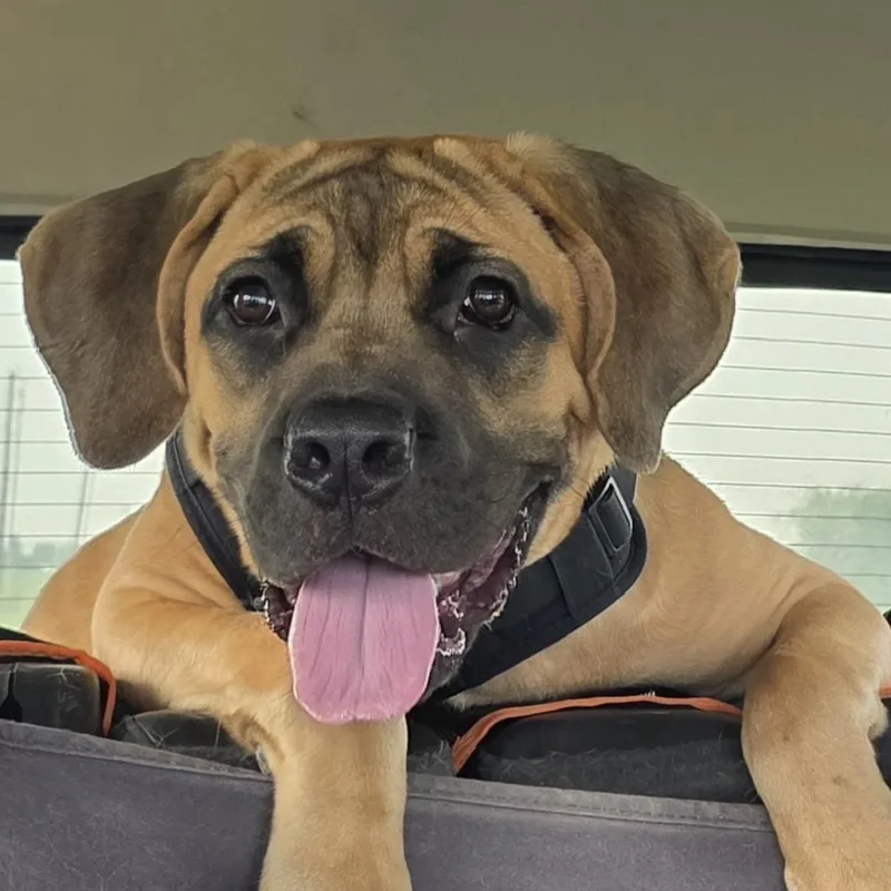 A young large-sized male Yellow / Tan / Blond / Fawn Cane Corso dog named Knox for adoption in Georgetown, TX