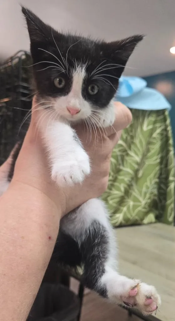 A baby small-sized male Domestic Short Hair cat named LOC Tex for adoption in Greencastle, IN