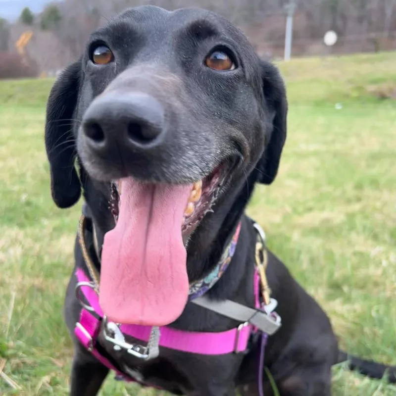 Polly Pocket thumbnail 3