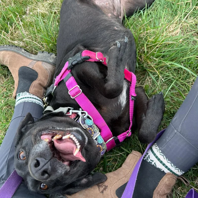 Polly Pocket thumbnail 6