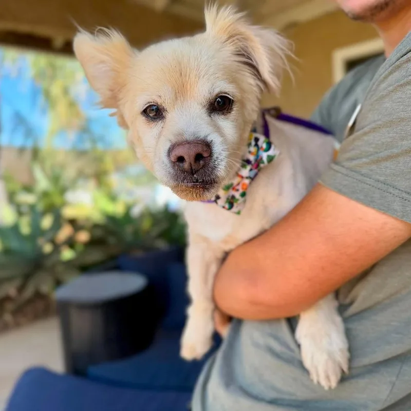 A senior small-sized male Golden Pomeranian dog named Leo Lamborghini for adoption in Ramona, CA