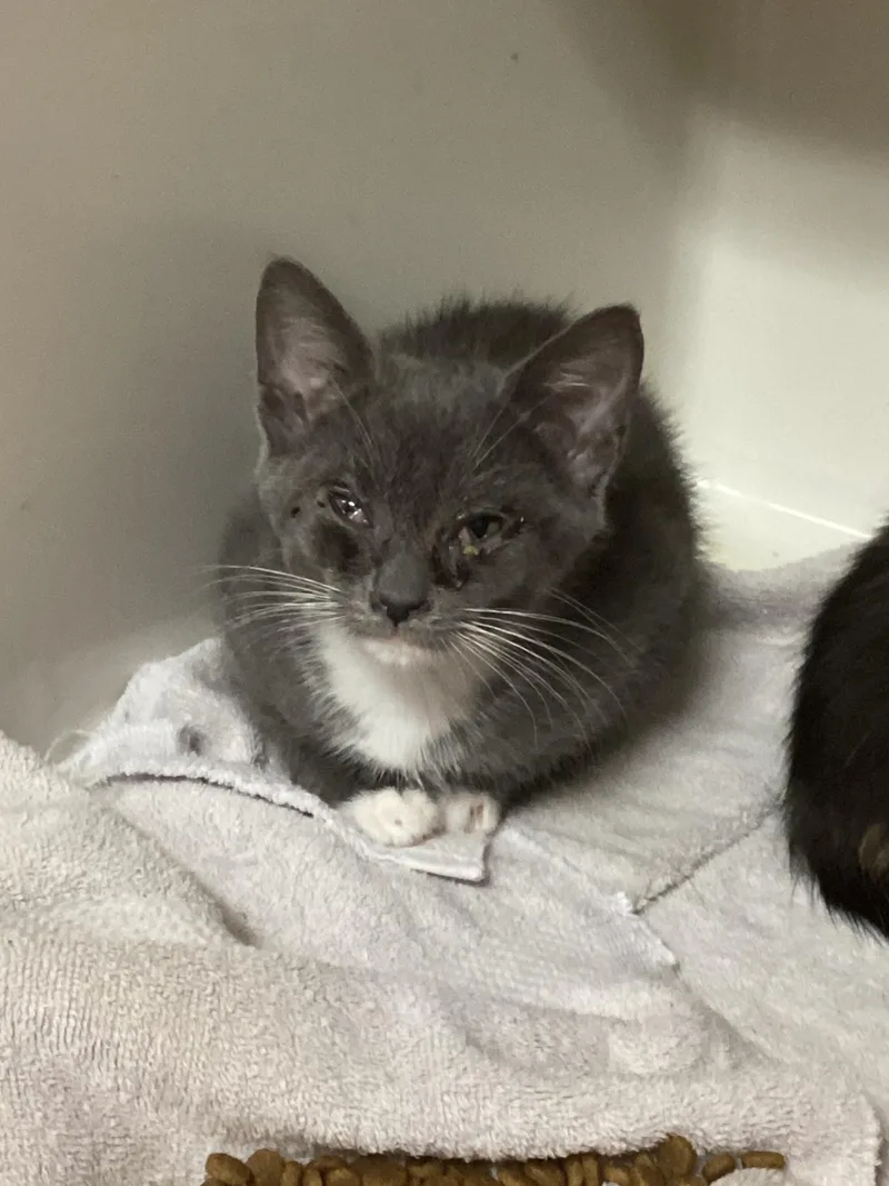 An adult small-sized male Gray / Blue / Silver Domestic Short Hair cat named Bud for adoption in Burgaw, NC
