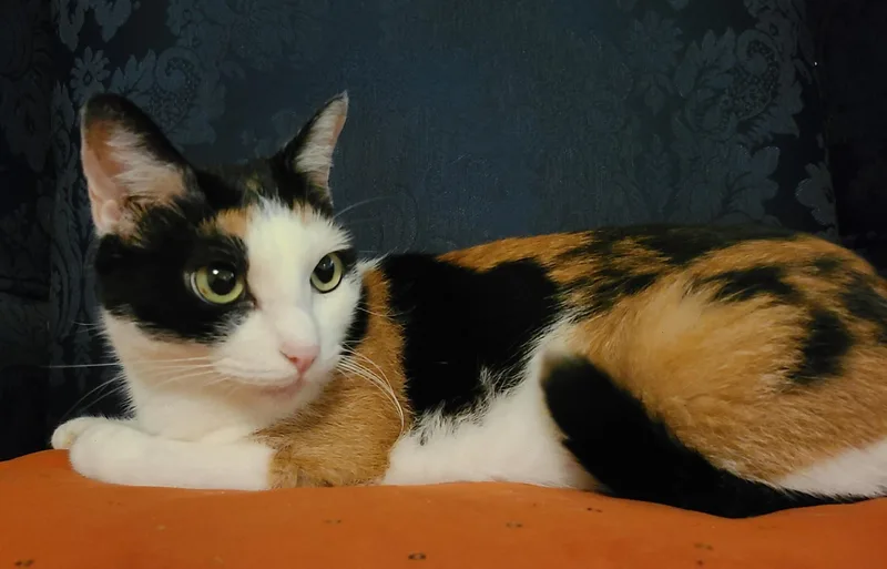 An adult medium-sized female Calico Domestic Short Hair cat named Zelda for adoption in Ellijay, GA