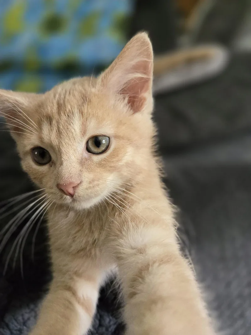 A baby medium-sized male Orange / Red Domestic Short Hair cat named Sunkissed for adoption in Wheaton, IL