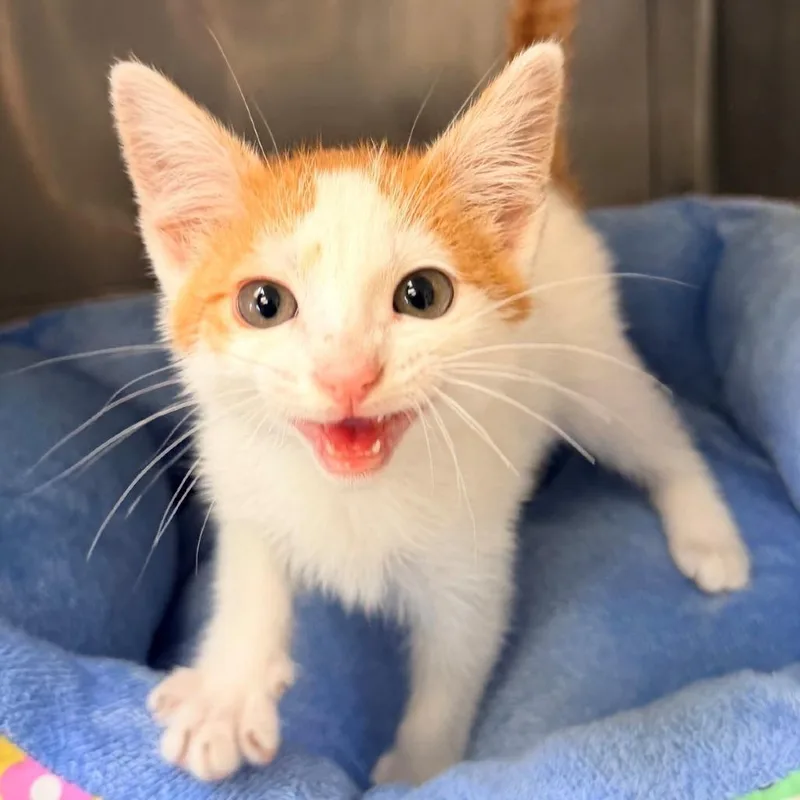 A baby small-sized male Orange / Red Domestic Short Hair cat named Lewis for adoption in Hawthorne, CA