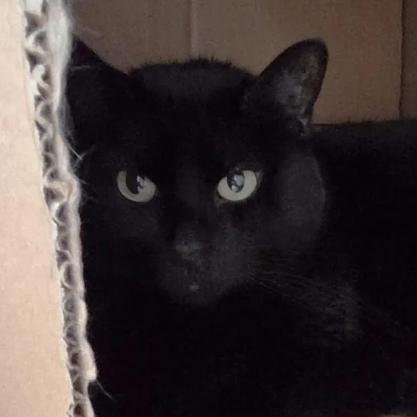 An adult small-sized female Domestic Short Hair cat named Mittens for adoption in Des Moines, IA