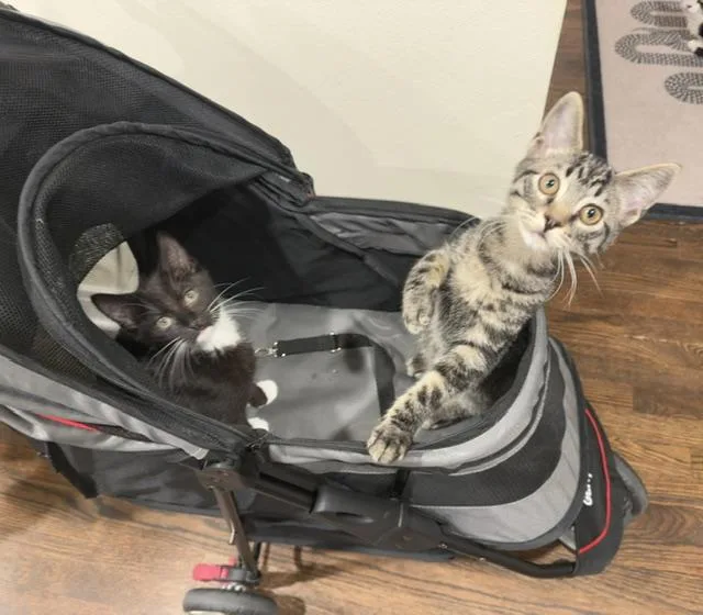 A baby medium-sized male Tabby (Brown / Chocolate) Domestic Short Hair cat named Juniper for adoption in Chicago, IL