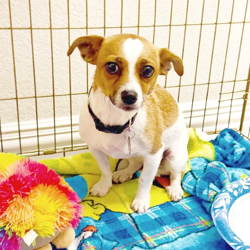A young small-sized female White / Cream Chihuahua dog named Jovi for adoption in Flower Mound, TX