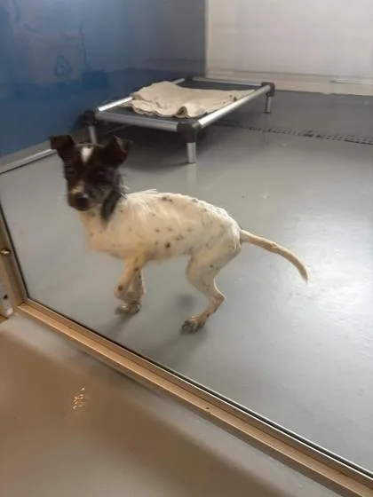 An adult medium-sized female Mixed Breed dog named Mellon for adoption in Mount Pleasant, IA