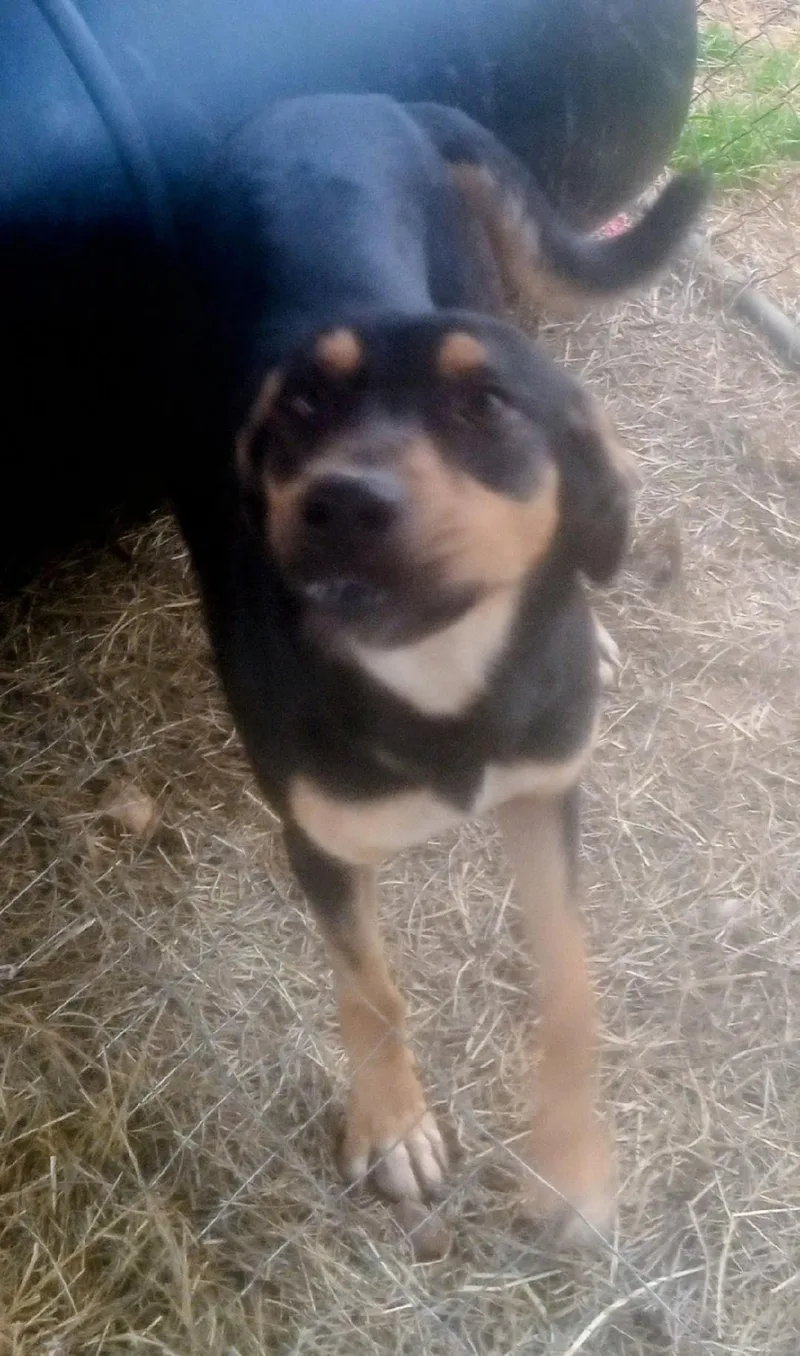 Tootsie Roll thumbnail 2