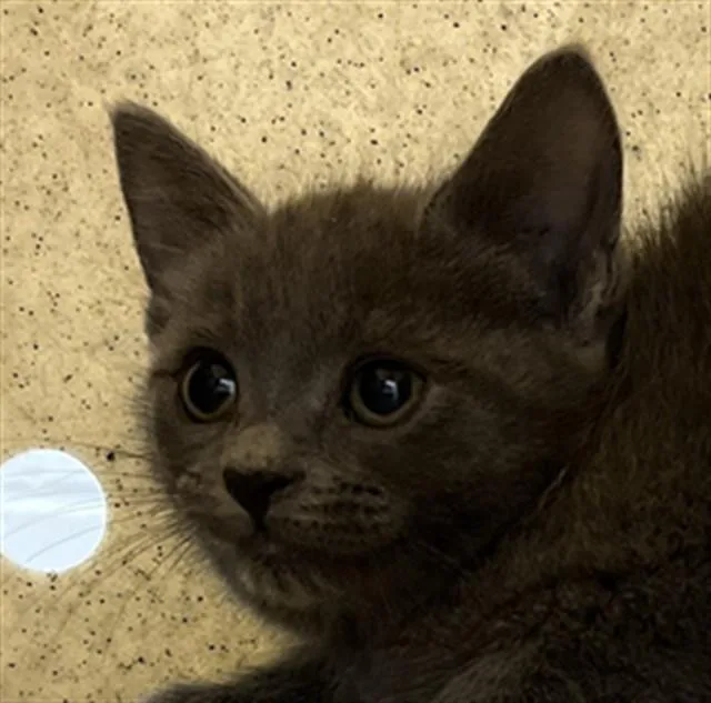 A baby small-sized female Domestic Short Hair cat named Millie for adoption in Augusta, GA