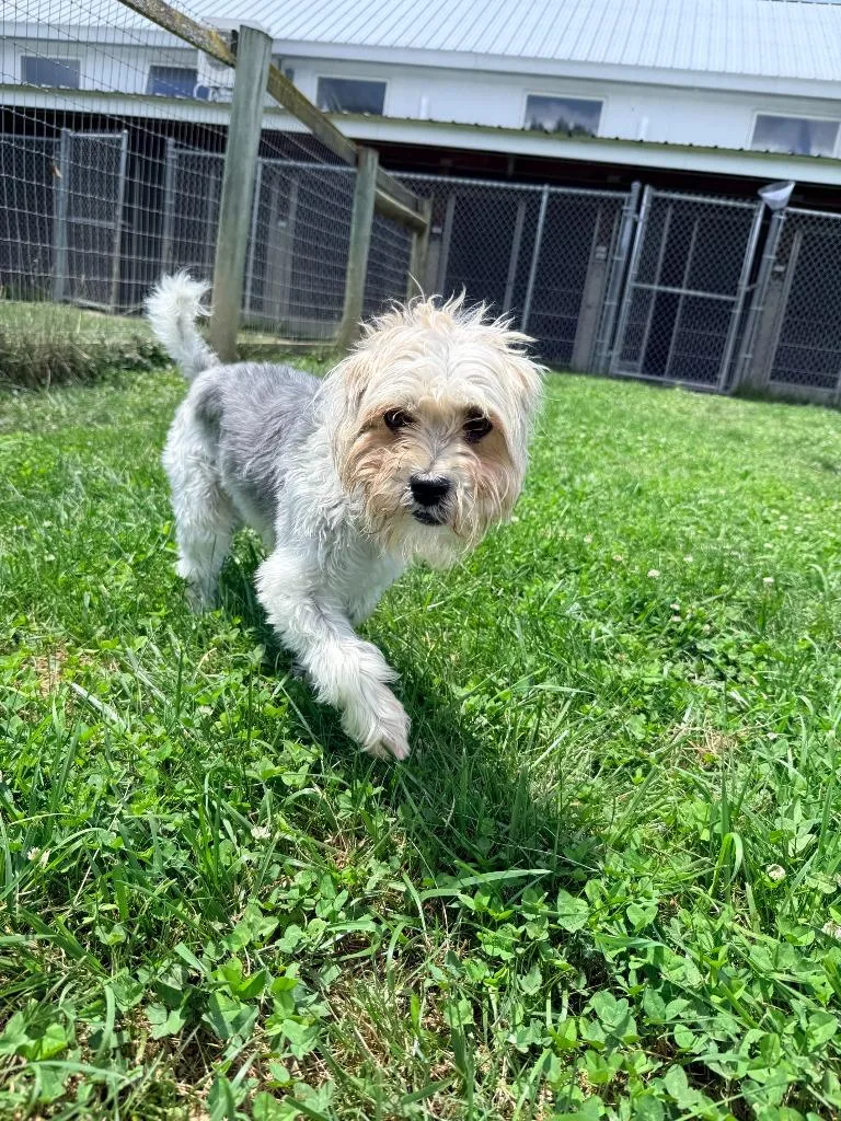 An adult small-sized male Yorkshire Terrier dog named Benny for adoption in Hudson, NY