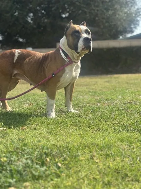 An adult small-sized female Pit Bull Terrier dog named Windsor for adoption in Riverside, CA