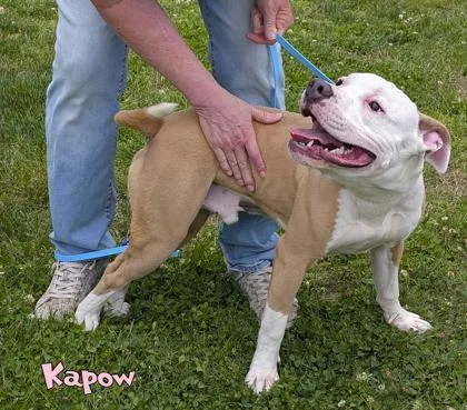 Kapow thumbnail 3