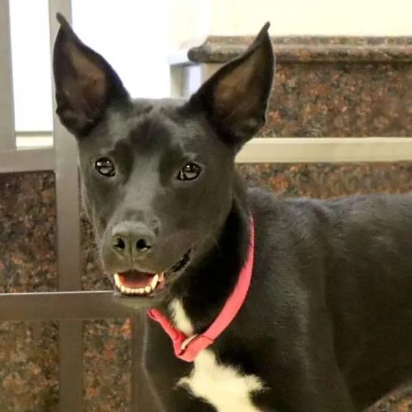 Benjamin thumbnail 5