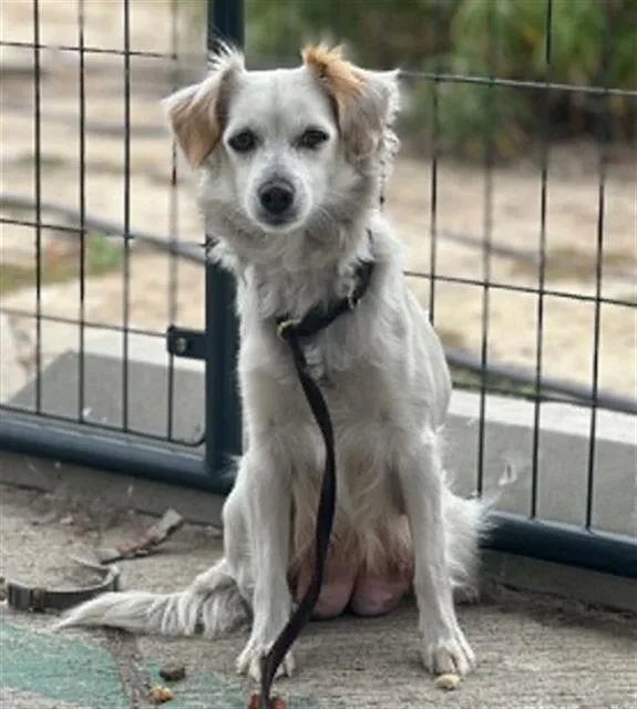 An adult small-sized female Papillon dog named Mrs. Potts for adoption in Tustin, CA