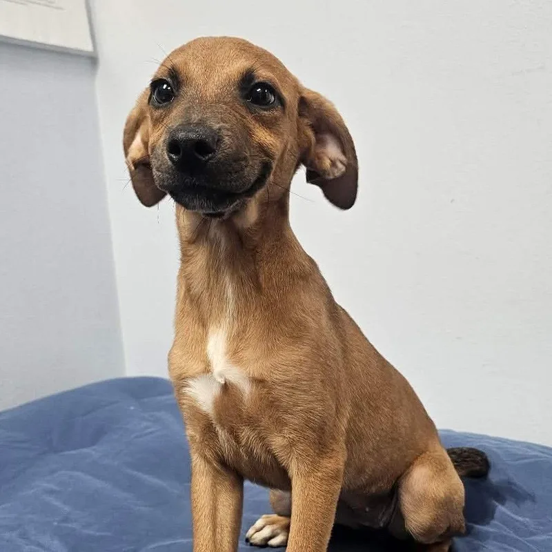 A baby small-sized female Yellow / Tan / Blond / Fawn Mixed Breed dog named Hoka for adoption in Buffalo, MN