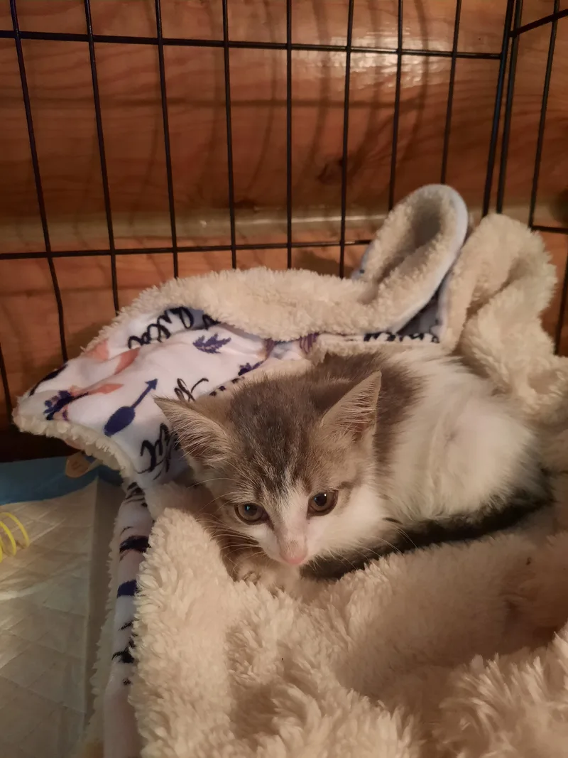 Lakeside Morning thumbnail 3