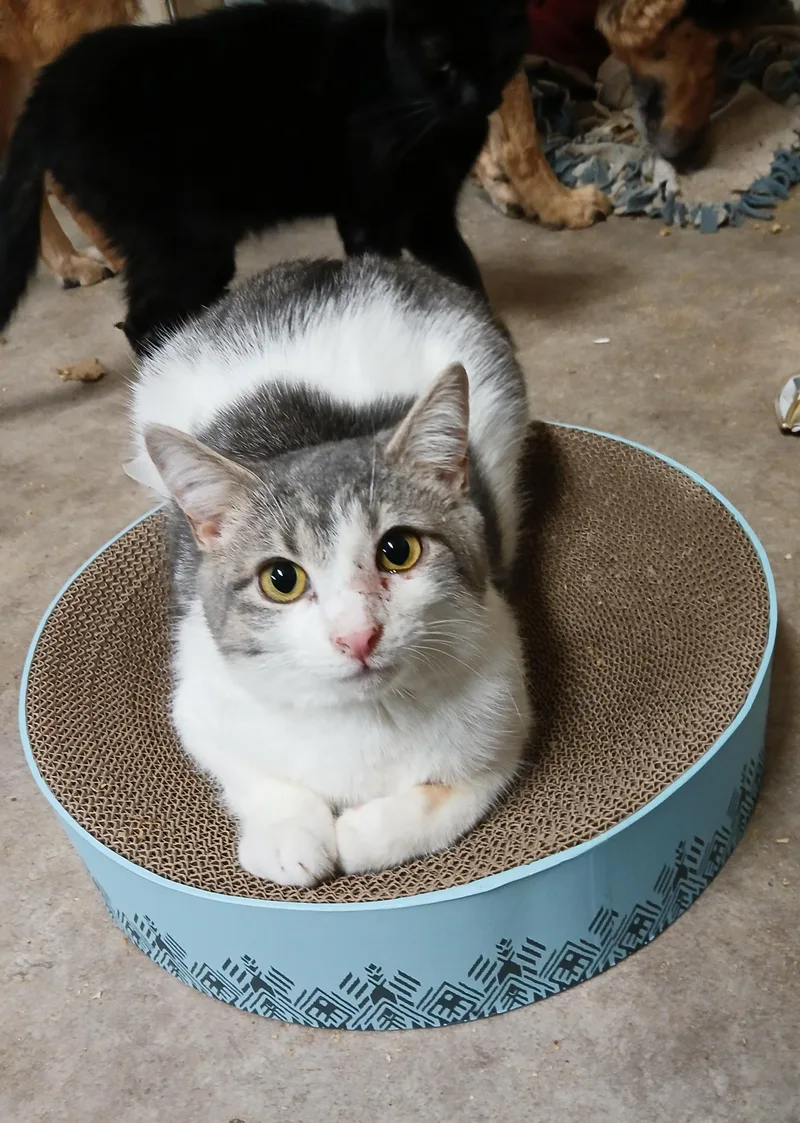 A young medium-sized male Tabby (Gray / Blue / Silver) Domestic Short Hair cat named Lakeside Morning for adoption in Eaton Rapids, MI