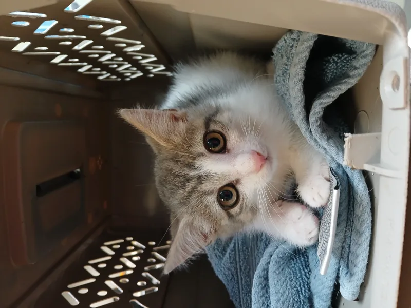 Lakeside Morning thumbnail 5